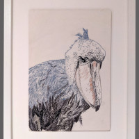 Shoebill